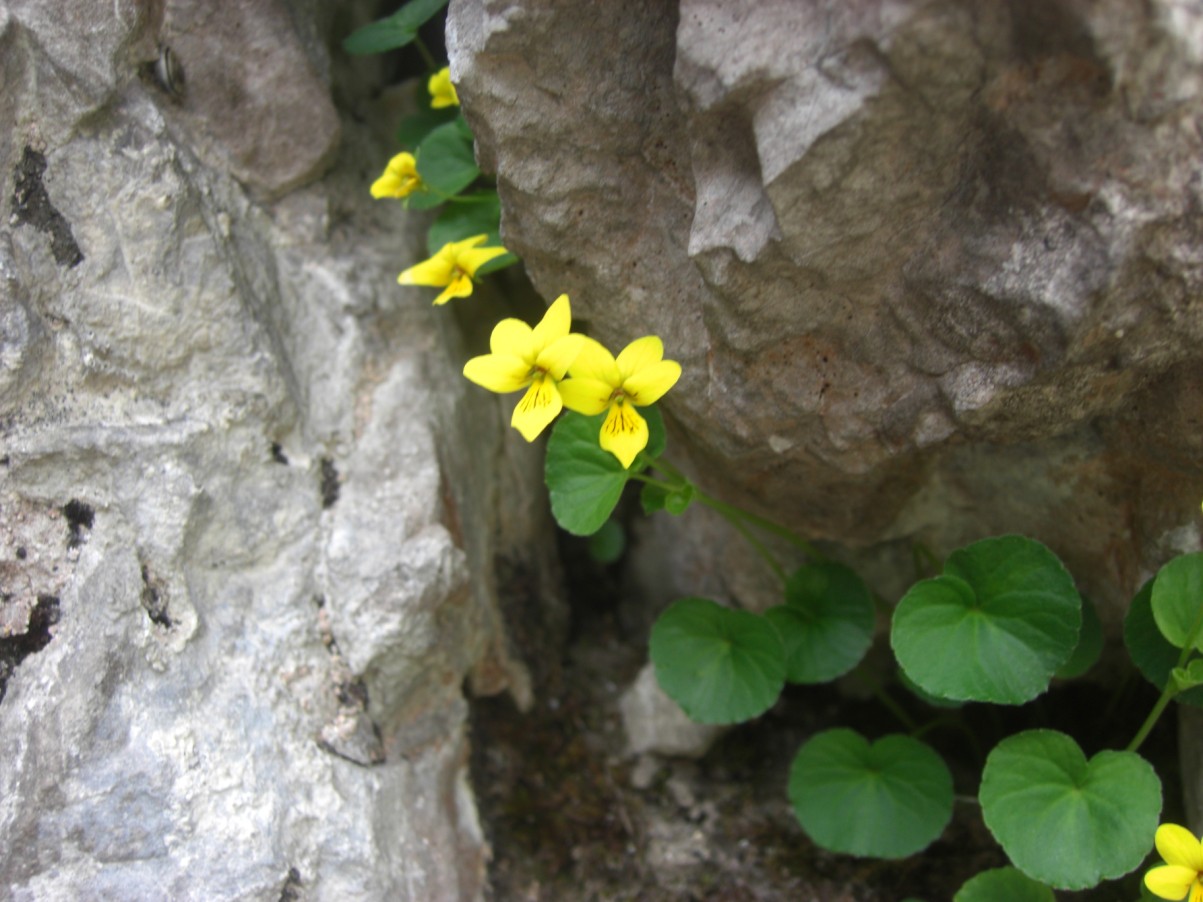 RARI ENDEMISMI LOMBARDI